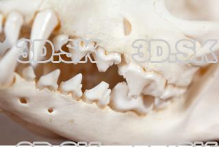 Skull photo reference 0059